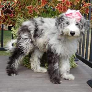 Holly (medium), Sheepadoodle Puppy